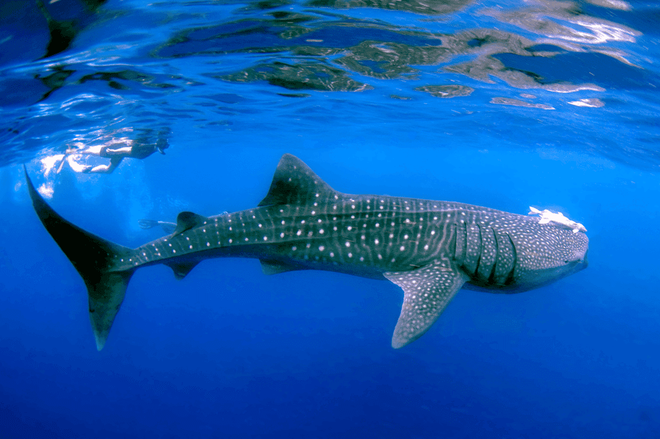 New Whale Shark Encounter Experience in Cancun !! Gallery Image 2