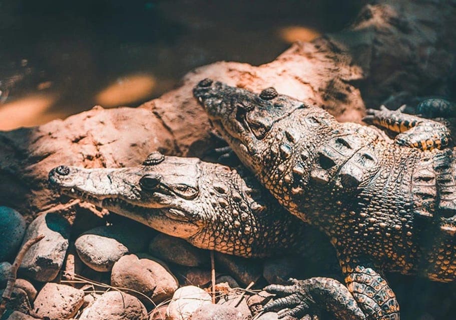 Cancun: Speedboat Adventure & Crocodile Sighting Gallery Image 2