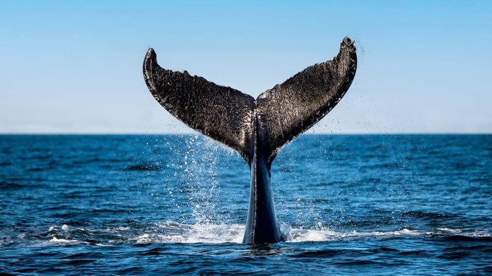 Tadoussac/Charlevoix: 3-Hour Whale Watching Boat Tour Gallery Image 4