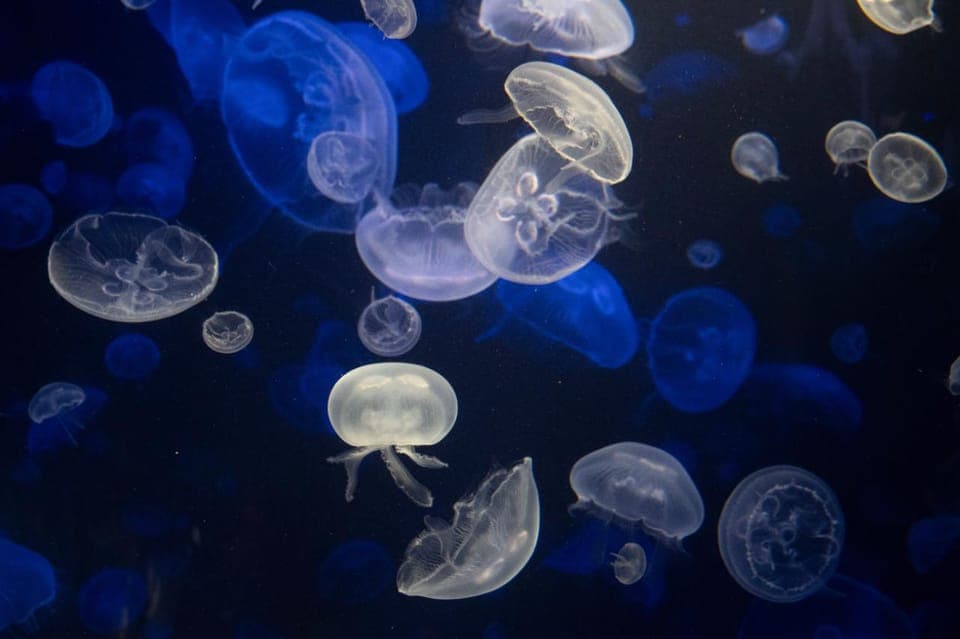 New York Aquarium Entry Ticket Gallery Image 4