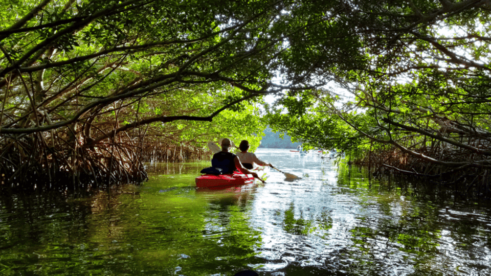 Mangrove Jungle exploration on SUP/Kayak Gallery Image 4