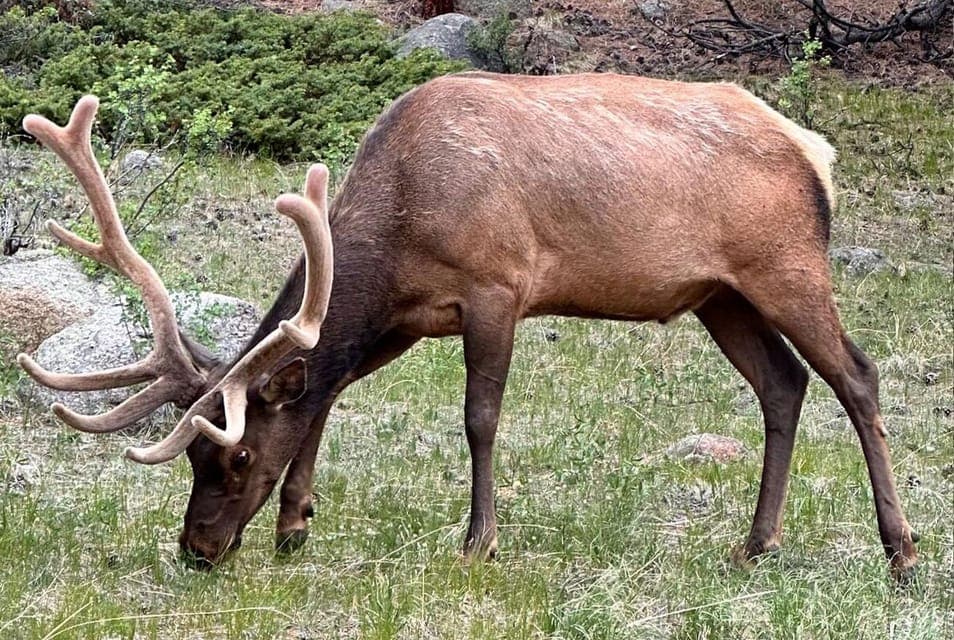 Denver/Boulder: Rocky Mountain National Park Tour Gallery Image 4