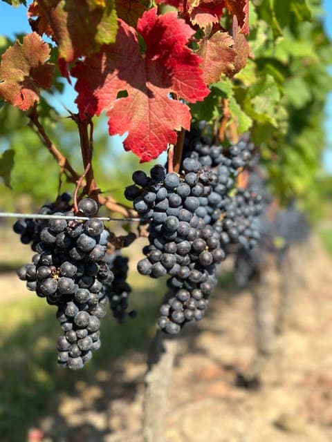 From Toronto: Niagara Falls Day Trip & Wine Tasting Gallery Image 2