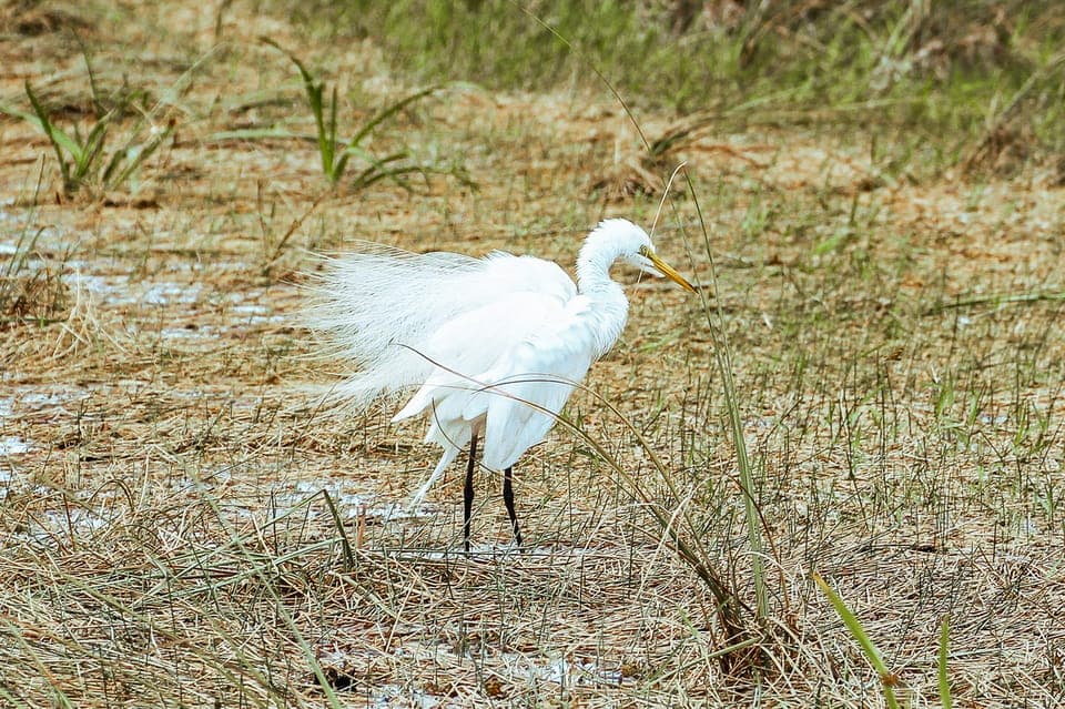 Everglades National Park Airboat Tour & Wildlife Show Gallery Image 3