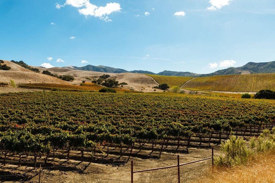 Santa Ynez Valley: Sideways Movie Inspired Wine Tour Gallery Image 2