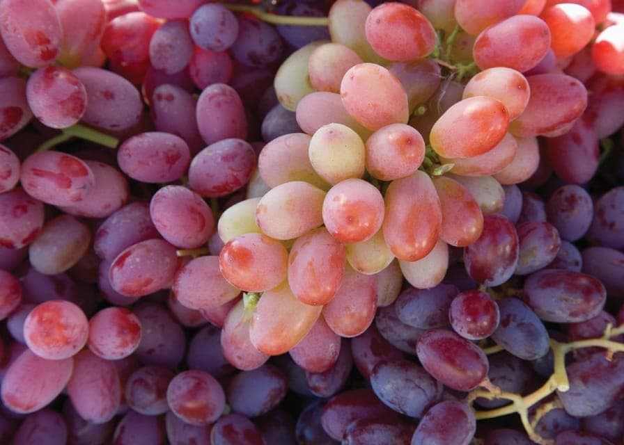 Lodi: Wine Tasting Tour Private Customized 1 -14 Group Gallery Image 4