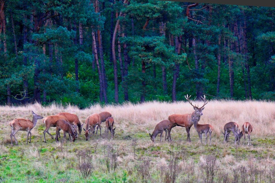 Private Tour Veluwe National Park and Kröller Müller Museum - Image 1