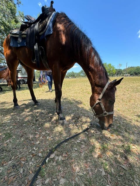 Horseback Riding in South Beach Gallery Image 4