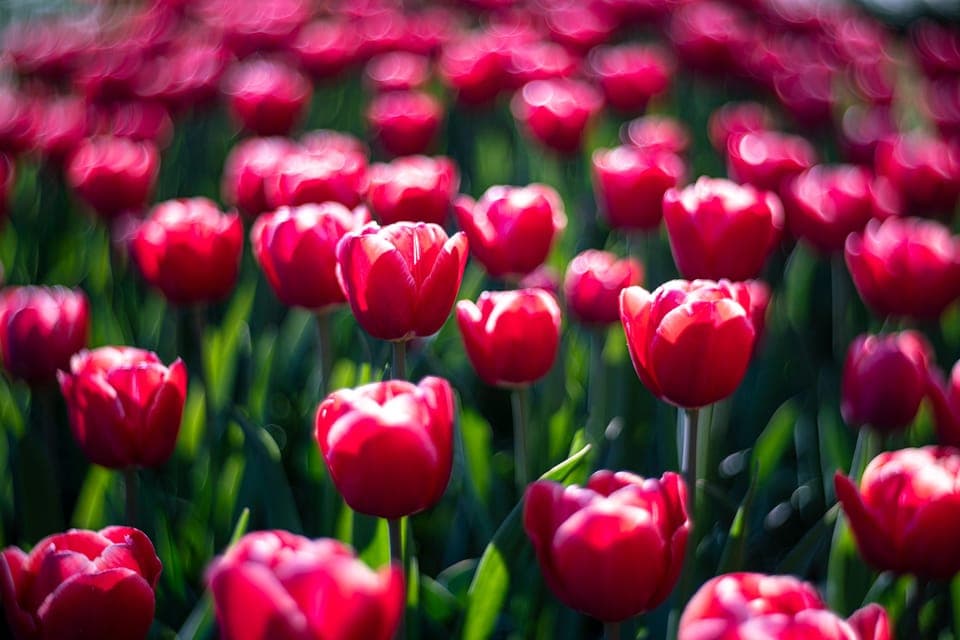 Day Trip Madurodam and Keukenhof Gardens Gallery Image 4