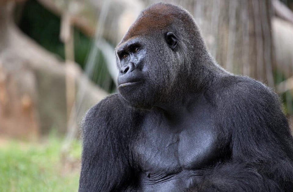 Zoo Atlanta General Admission Ticket Gallery Image 1