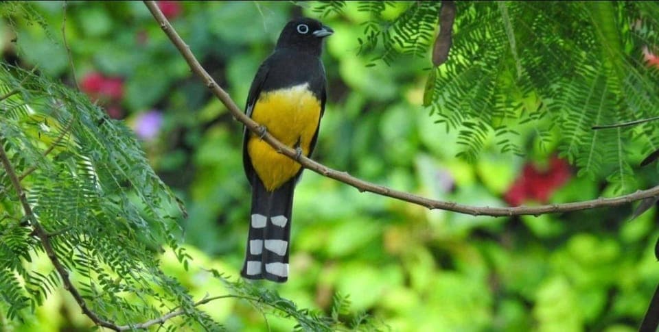 Birds Photography Expedition with Transportation Gallery Image 4