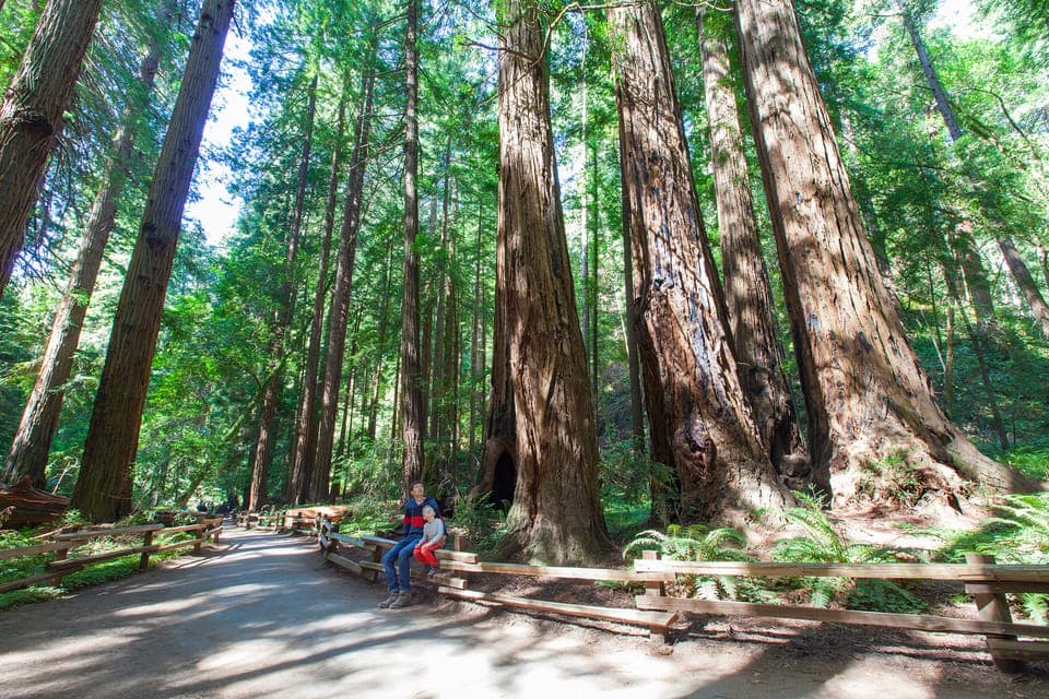 SF: Muir Woods, Sausalito, Golden Gate Bridge Private Tour Gallery Image 4