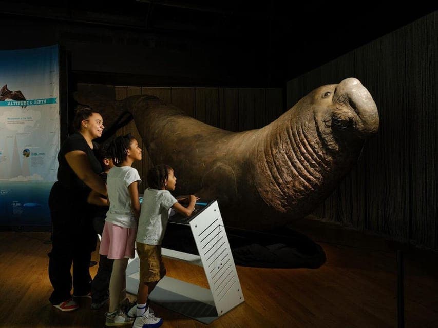 American Museum of Natural History Ticket Gallery Image 4