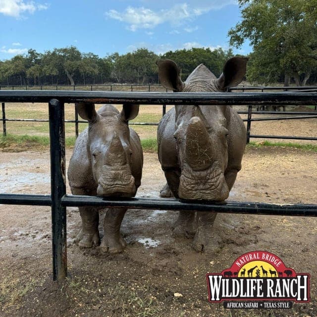 Natural Bridge Wildlife Ranch: Self-Guided Safari Drive-Thru Gallery Image 3