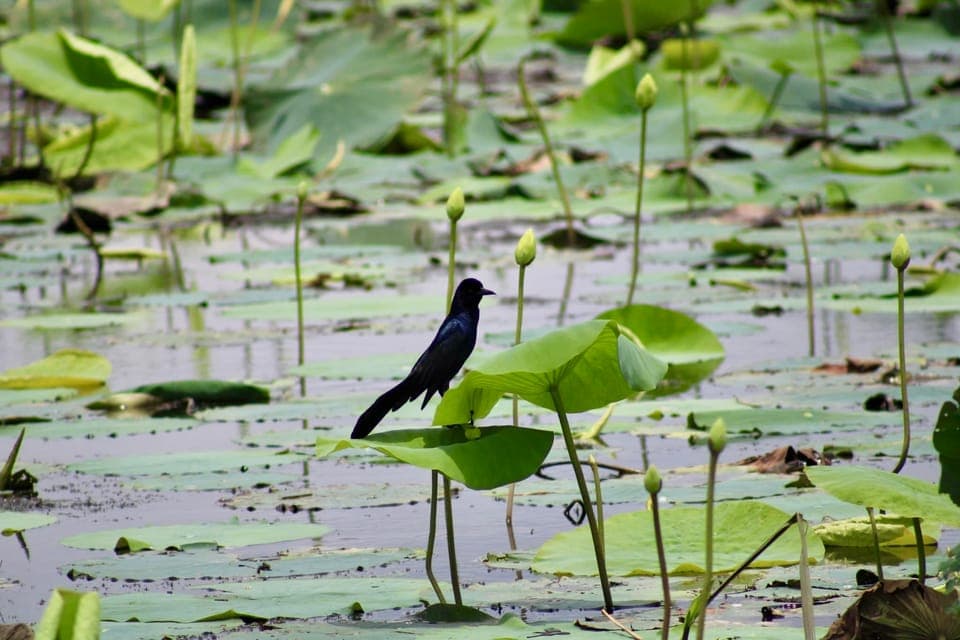 6 Passenger Premium Airboat Swamp Tour Gallery Image 4