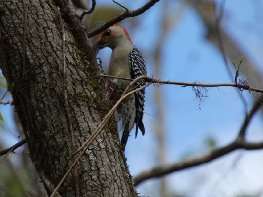 Blackwater Creek: Exclusive Nature Escape Kayak Adventure Gallery Image 3