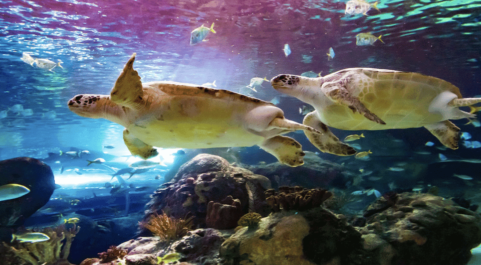 Ripley's Aquarium of Canada Entry Ticket Gallery Image 4