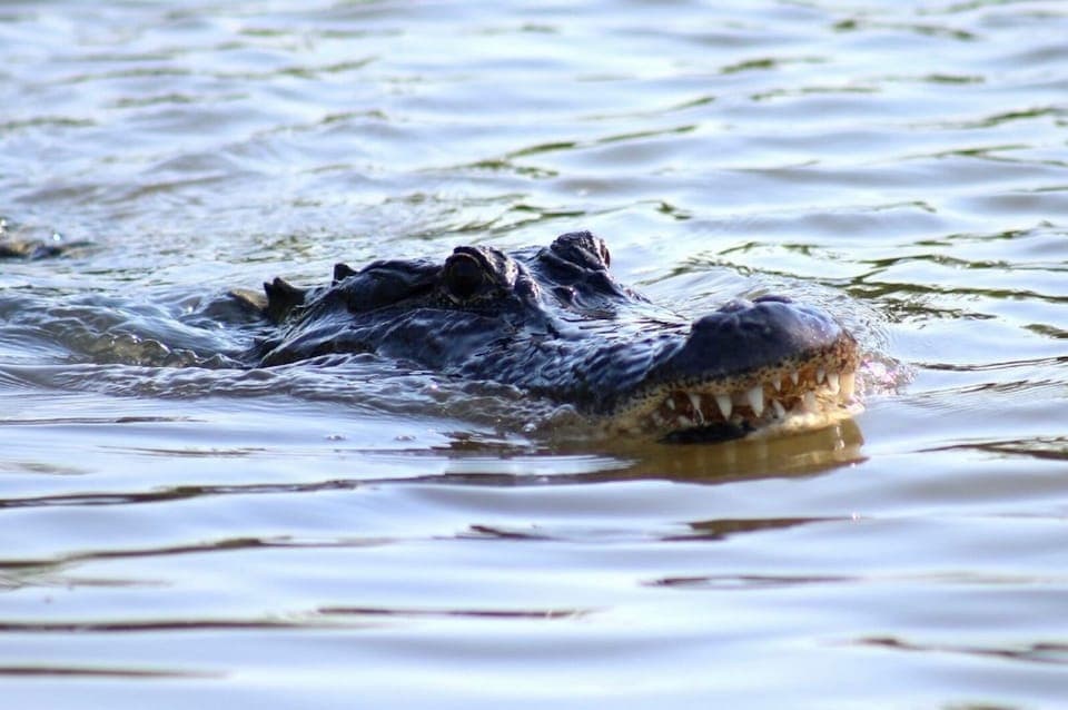 Swamp Tour on Covered Pontoon Boat Gallery Image 2