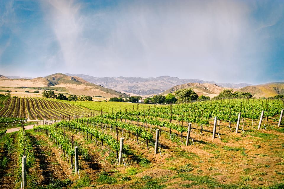 Wine Country Tour with Lunch Gallery Image 3
