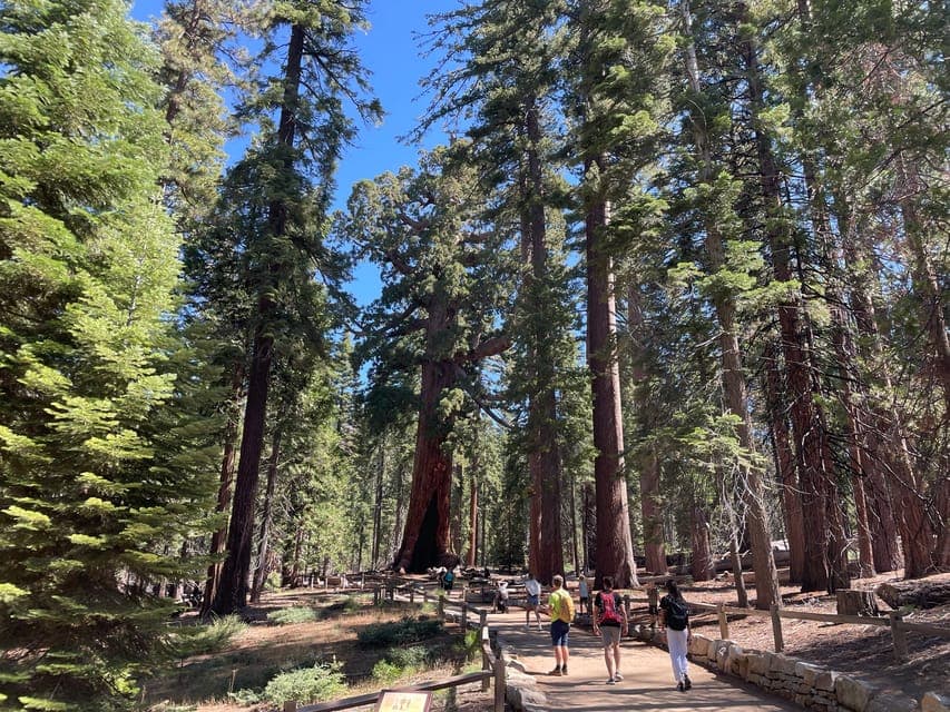 Yosemite, Giant Sequoias, Private Tour from San Francisco Gallery Image 3