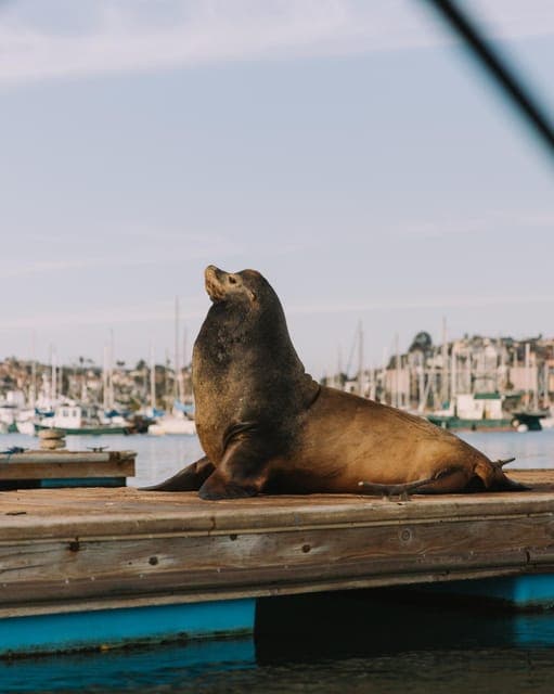 Electric Boat Rental with Sunshade Gallery Image 3