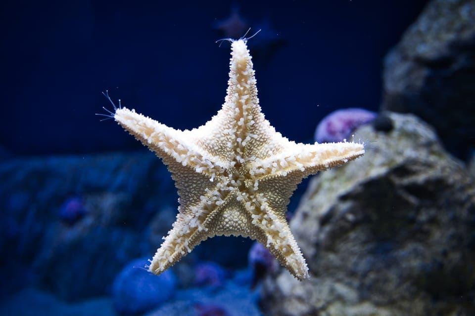 Madame Tussauds and SEA LIFE Aquarium Combo Ticket Gallery Image 3