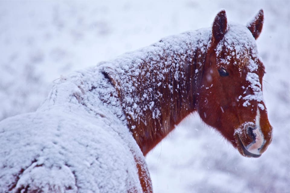 Calgary Alberta: Indigenous Culture and Medicine Wheel Tour Gallery Image 3