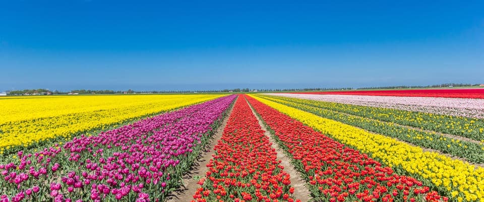 take the famous Tulip route tour Gallery Image 1