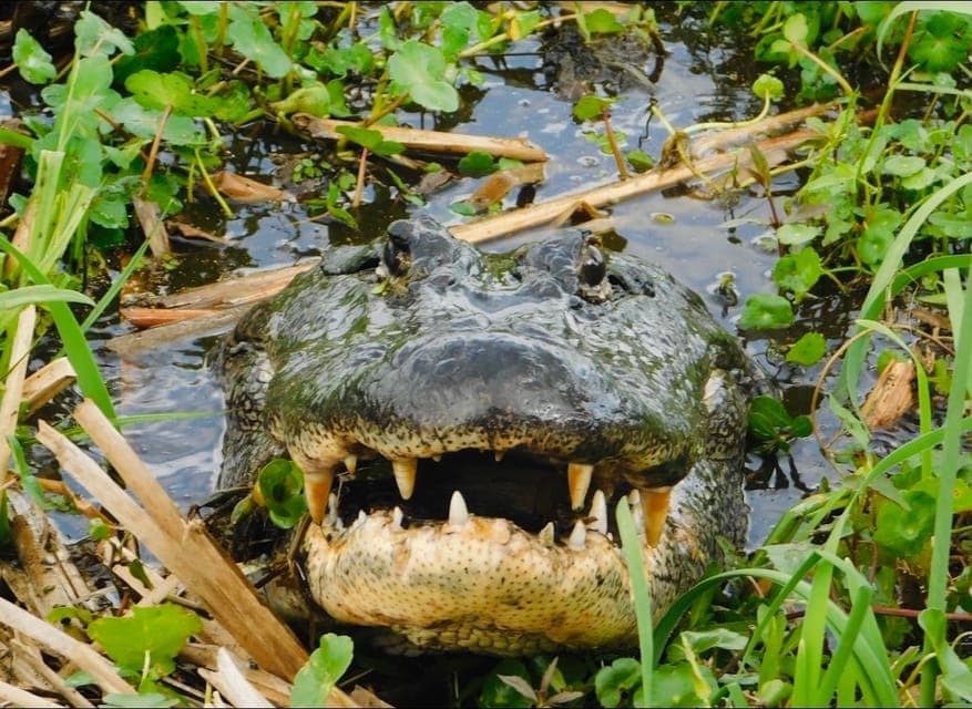 10 Passenger Airboat Swamp Tour Gallery Image 2