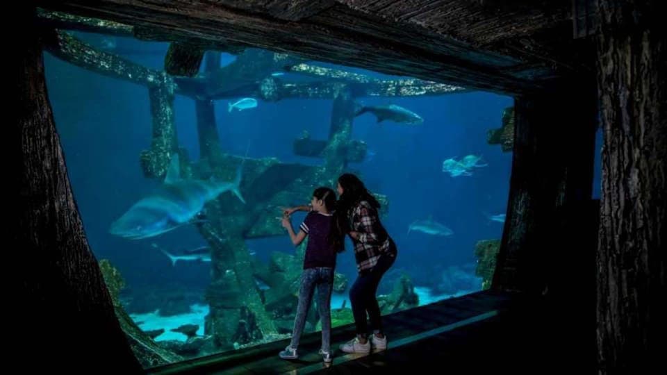 Shark Reef Aquarium & VR Experience Entry Ticket Gallery Image 4