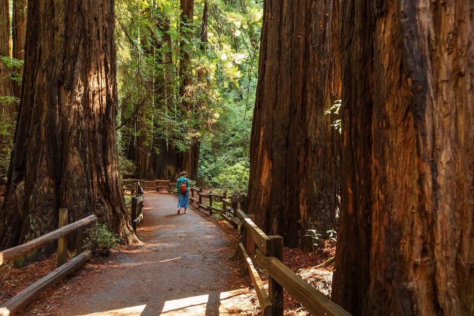 Muir Woods and Sausalito Half-Day Trip Gallery Image 2