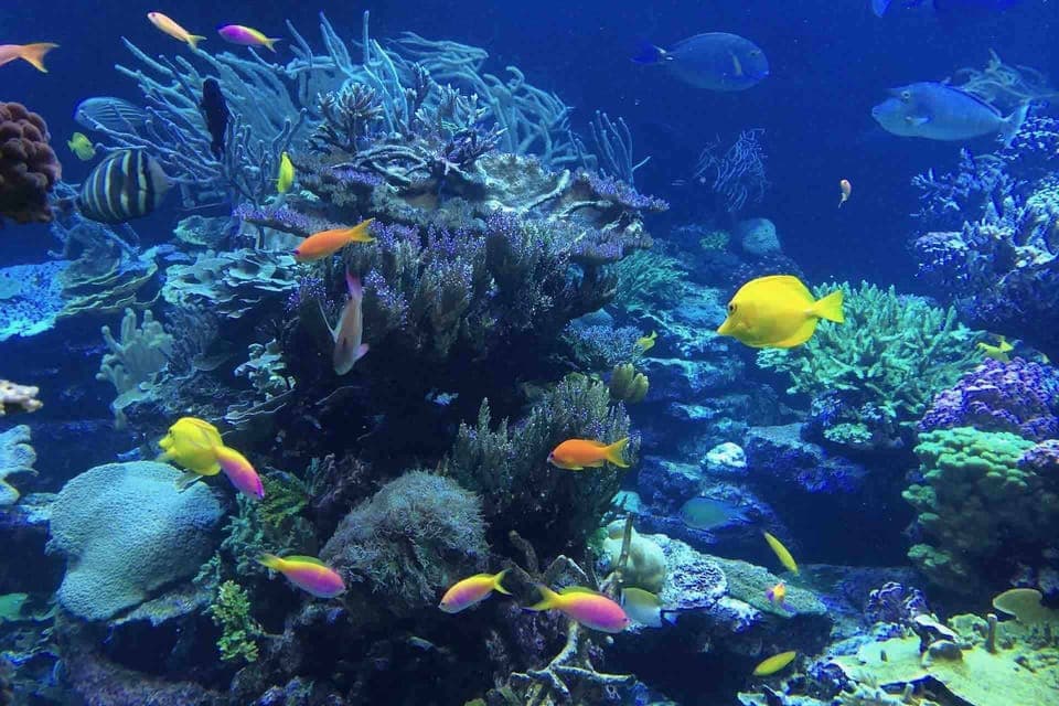 19. From Tulum: Cenote Riviera Maya & Snorkel Excursion - Image 19