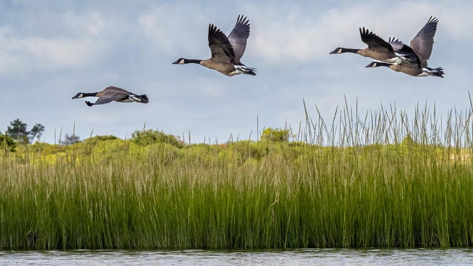 Cold Spring Harbor: Guided Kayak Tour with Instruction Gallery Image 4
