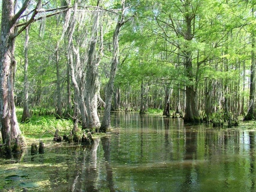 3. Honey Island Swamp Boat Tour with a Guide - Image 3