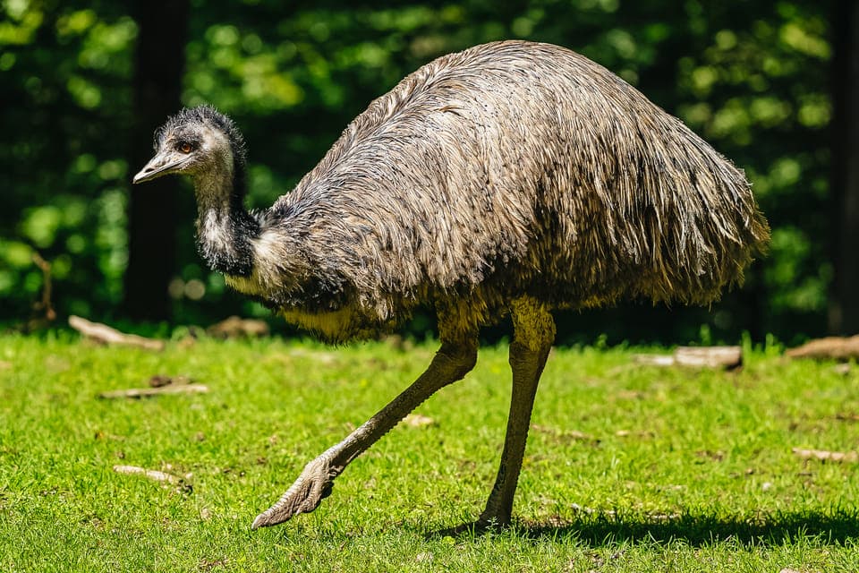 Franklin Park Zoo Entry Ticket Gallery Image 4