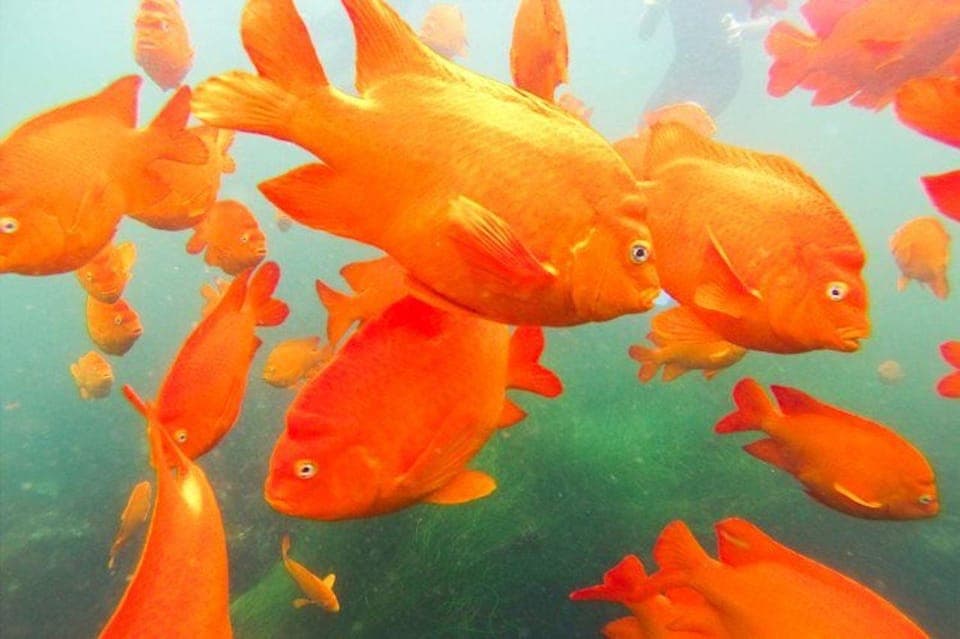 La Jolla Cove Guided Snorkeling Tour Gallery Image 3