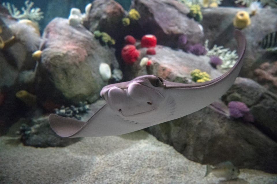 New York Aquarium Entry Ticket Gallery Image 3