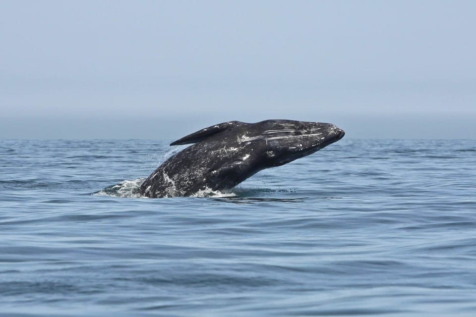 Whale Watching Tour Gallery Image 3