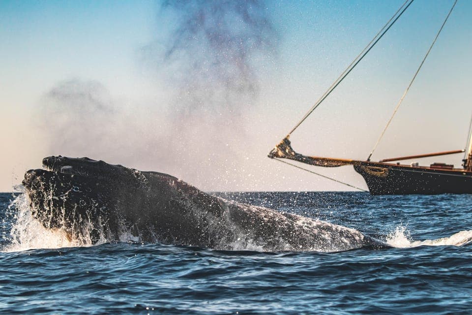 Whale Watching Cruise on the Yacht America Gallery Image 3