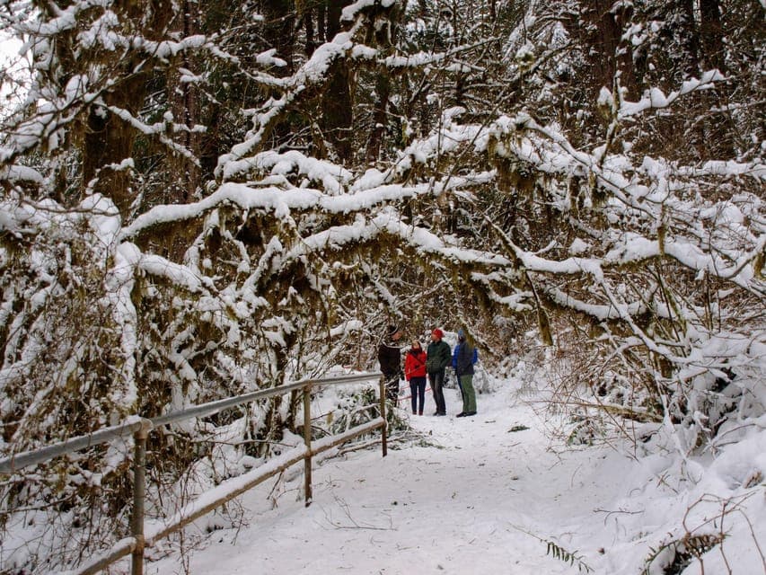 Longmire in Mount Rainier Winter Day Tour Gallery Image 3
