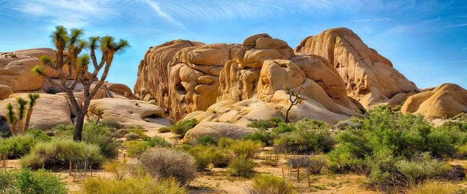 23. Private tour to Joshua Tree National park from Los Angeles - Image 23