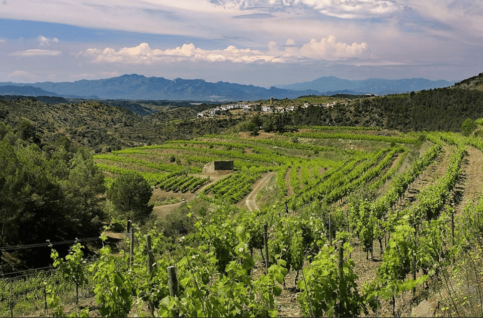 Priorat tour to 3 small wineries and hotel pick-up Gallery Image 3