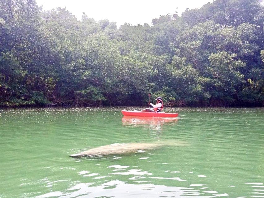 14. Manatee Season Paddleboard or Kayak Tour - Image 14
