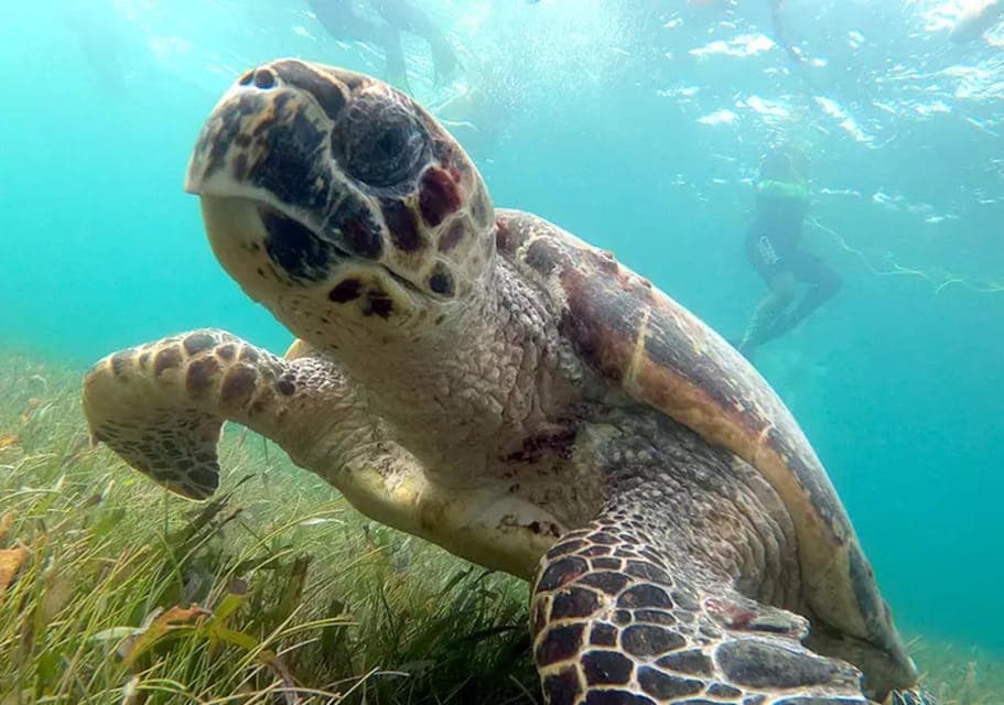 Cancun: Jungle Speedboat & Snorkeling Adventure Gallery Image 4