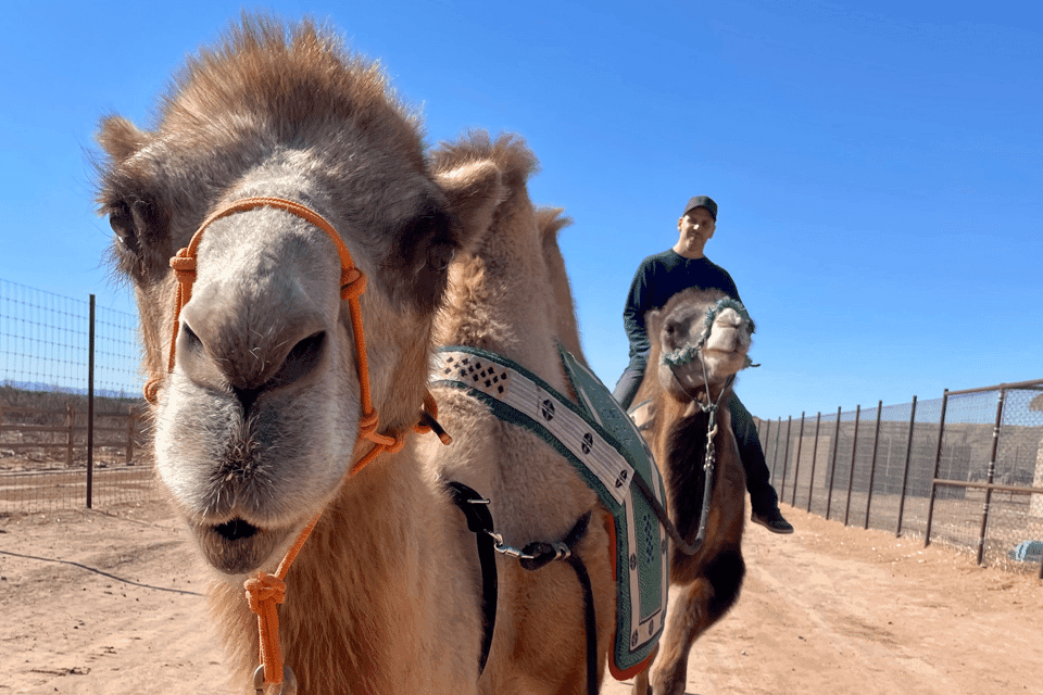 Desert Camel Ride Gallery Image 4