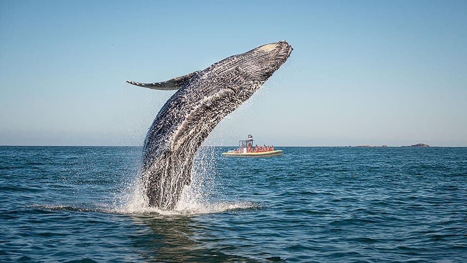 Tadoussac/Charlevoix: Whale Watching Zodiac Tour Gallery Image 4