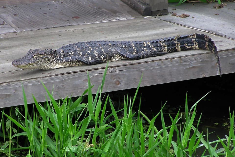 Destrehan Plantation & Airboat Combo Tour Gallery Image 4