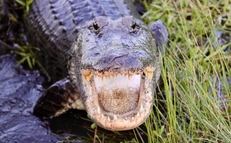 6 Passenger Premium Airboat Swamp Tour Gallery Image 3