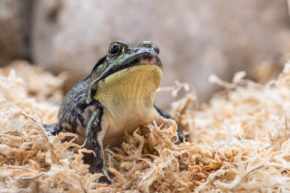 Ecomuseum Zoo Entry Ticket Gallery Image 4