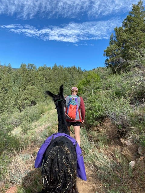 Llama Hike in the Rocky Mountains Gallery Image 4